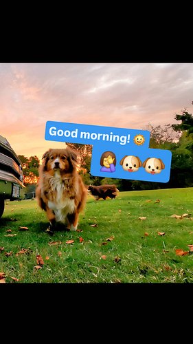 Just wanted a nice sunrise shot of the '70, and this is what I get 🤦‍♀️ #shopdog #c10 #chevrolet #uglytruck #australianshepherd