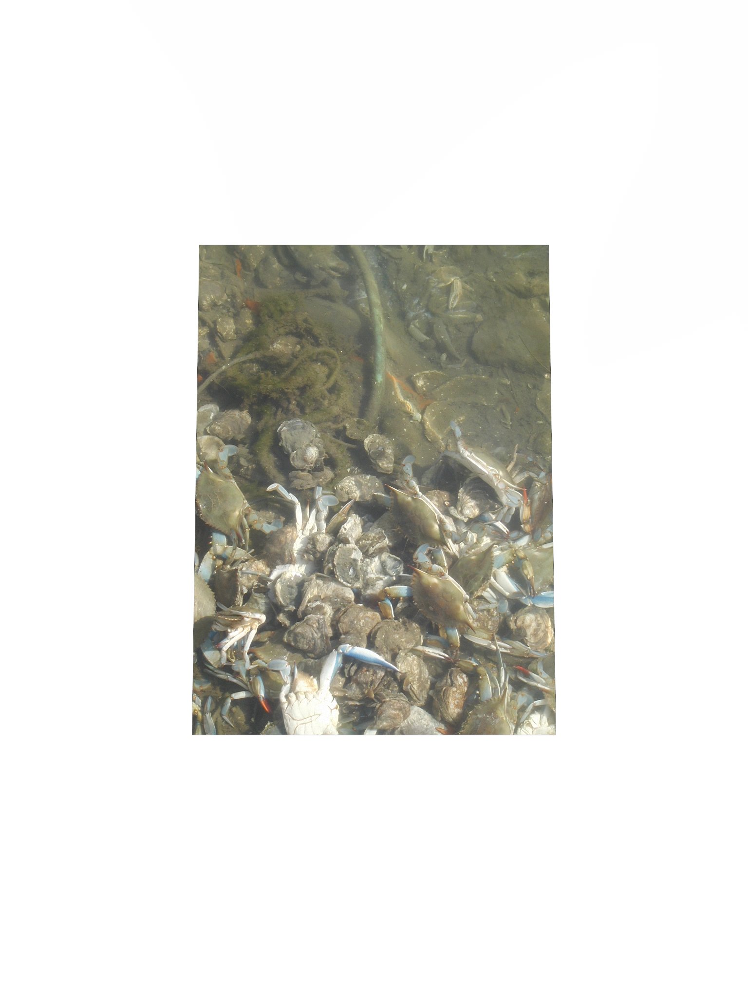 Crab Colony Underwater Matte Poster product image (4)