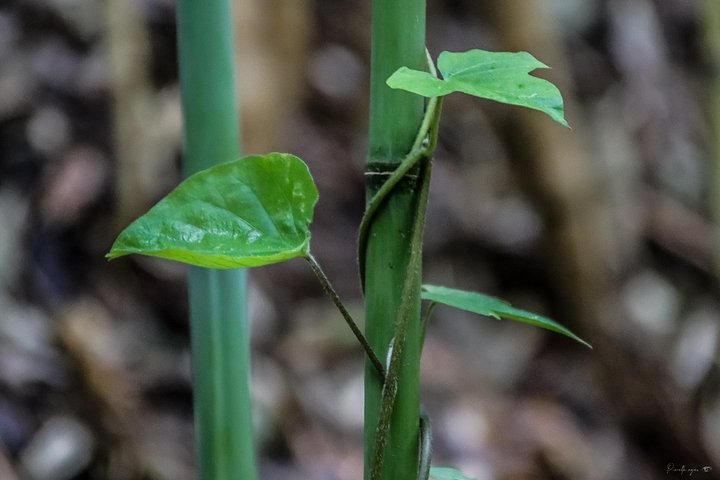 🌿 Fine Art – Under the Protection of Giants product image (1)