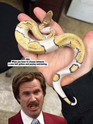 Rent/Eating is the right choice by the way. Remember, you need to take care of yourself so you can continue caring for the pet(s) you love so much! We joke about this type of thing quite a bit, but being reaponsible and not taking in more animals than you can care for is always the smart move. #animals #pets #snake #ballpython #cute 