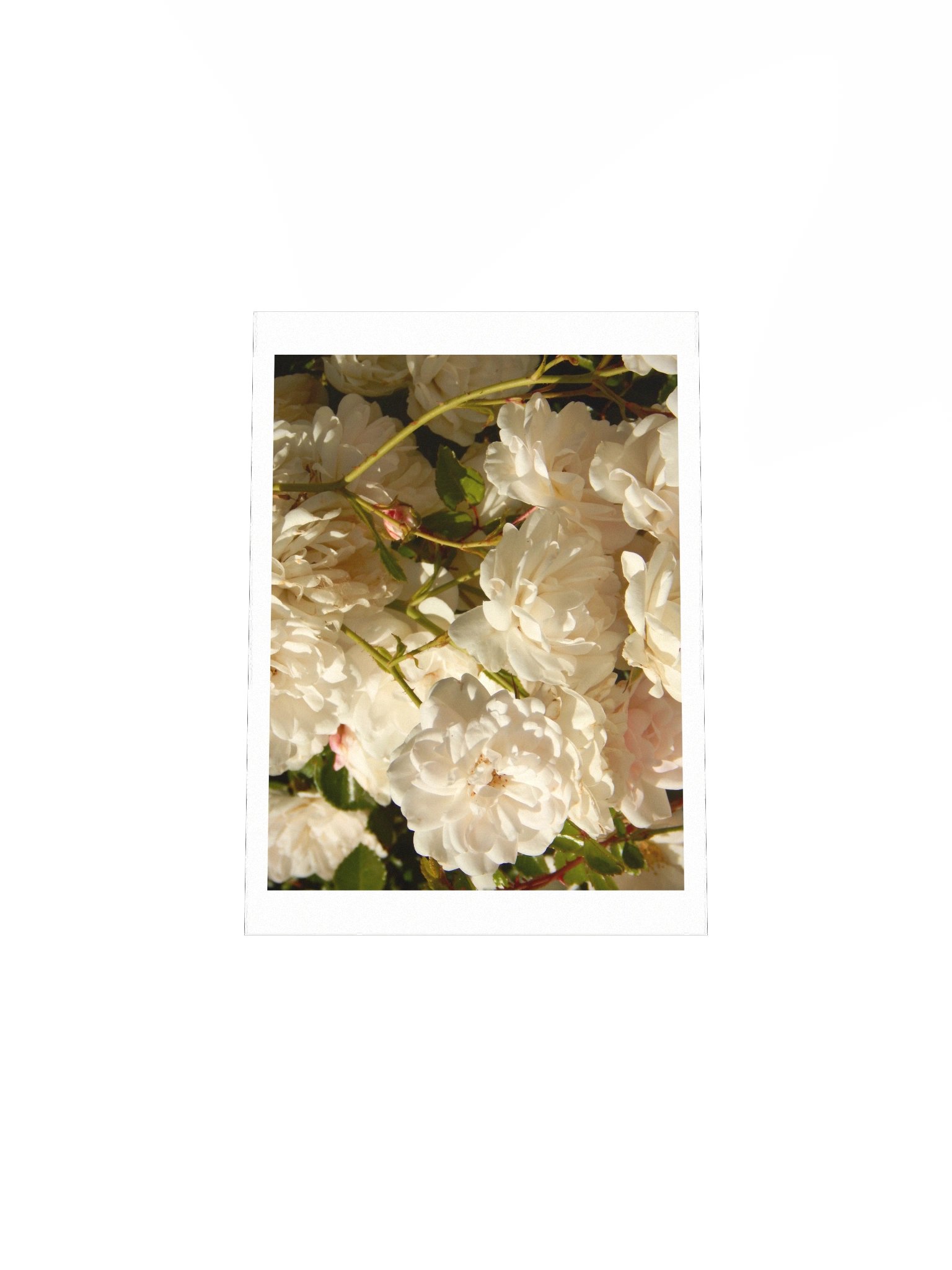 White Roses product image (8)
