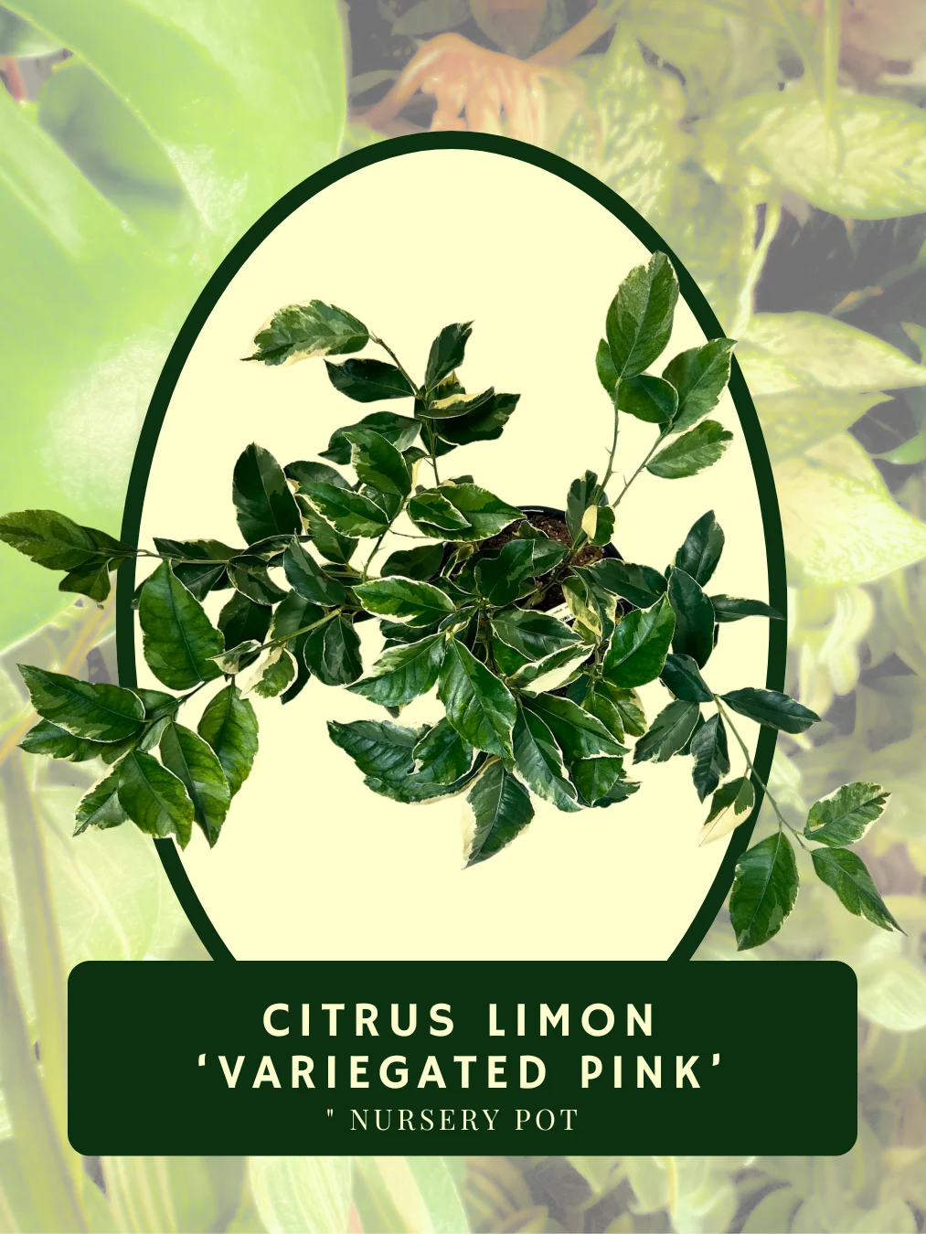Lemon Variegated Pink product image (2)