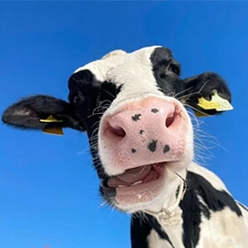 Milkboy tier thumbnail