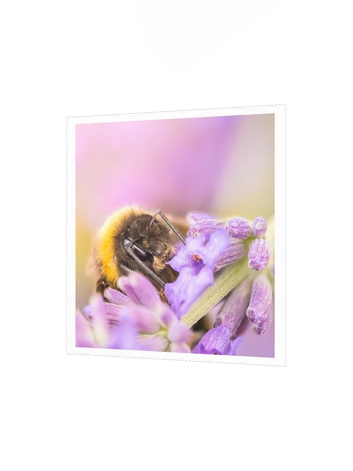 Bee and Lavender product image (4)