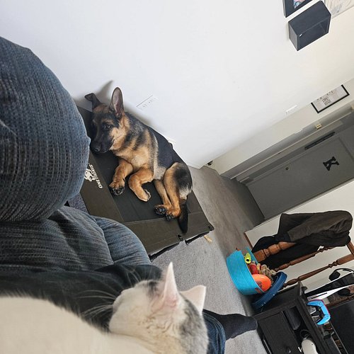 Does your 6 month old GSD have an off switch?