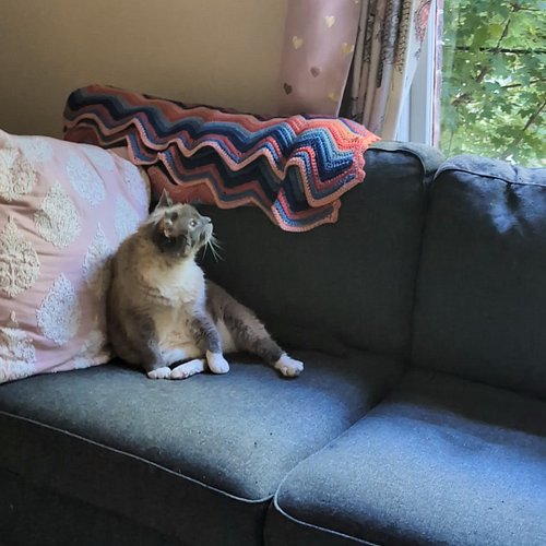 Romeo ❤️

#adoptdontshop #purrlates #romeo #selfcare #sunshine