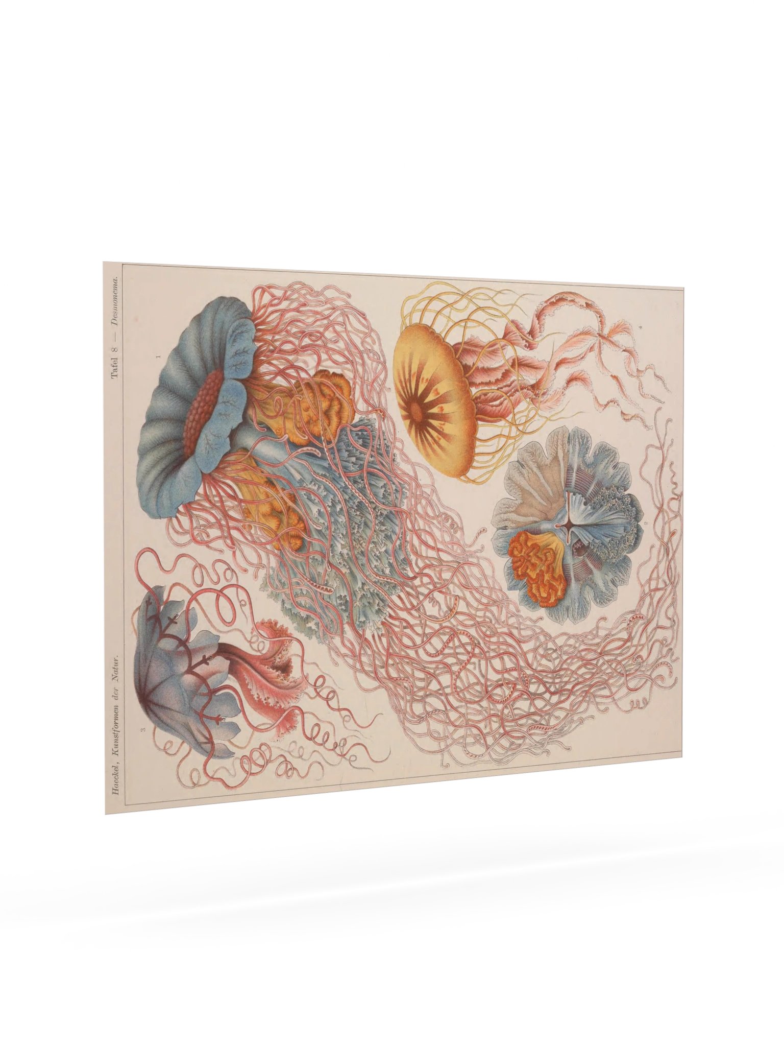 Discomedusae, Plate 8 – Haeckel Poster product image (7)