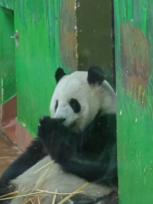 这熊掌真好吃