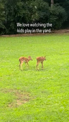 We enjoy the animals in the yard. We typically stop what we’re doing to watch them scurry, play and run around the house. Gra...