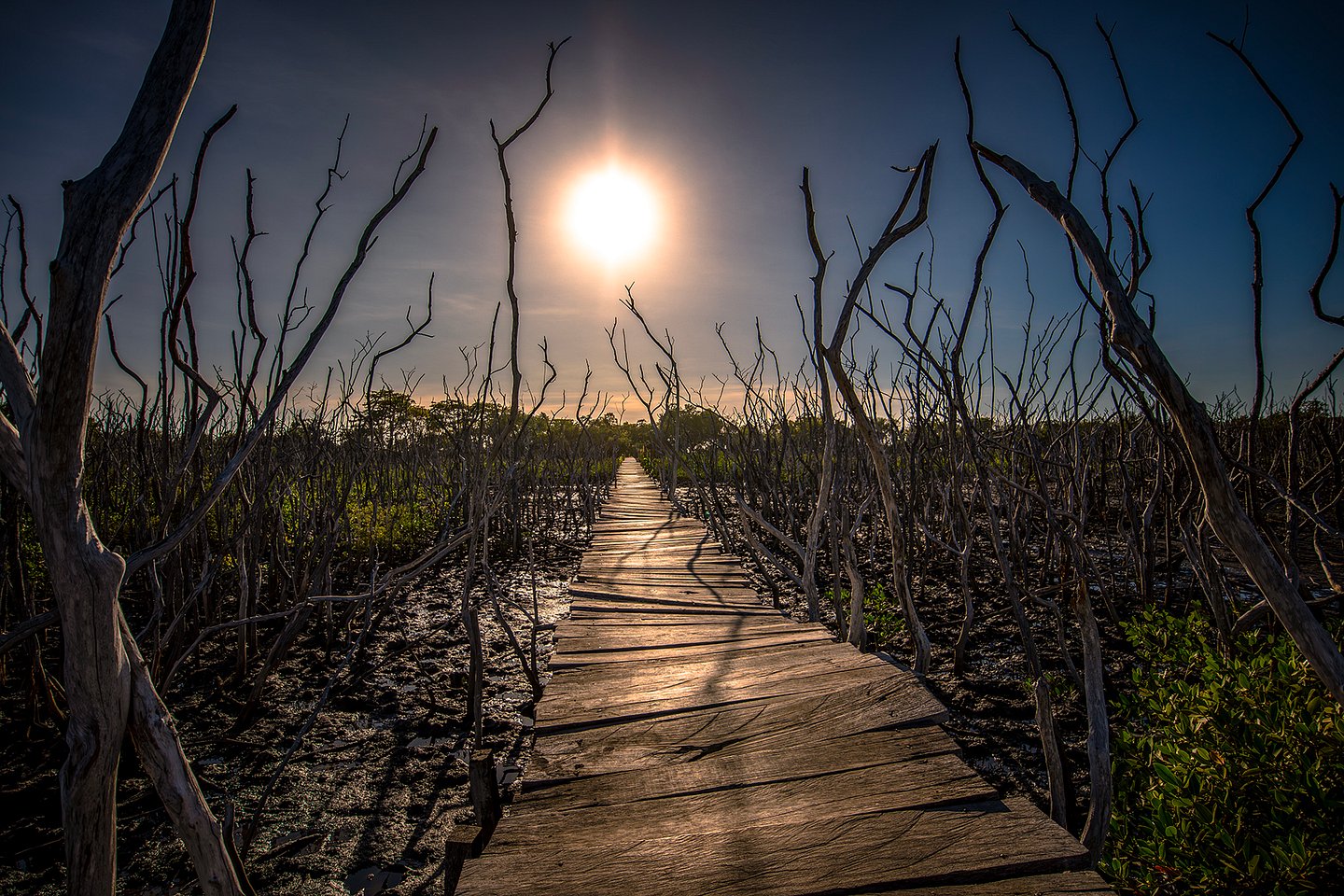 The boardwalk at Playa Avellanas through the dead mangroves, Costa Rica