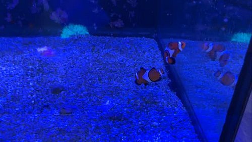 Male and female mated pair of Occellaris clownfish just in here at Tanksmart