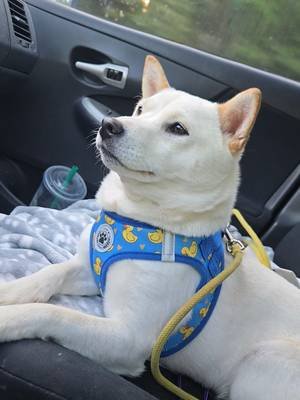 #rumi #notapolarbear #shibainu #positivity #love 
