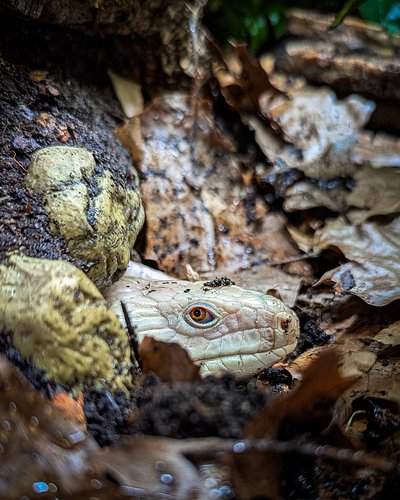 Crazy to think I haven't shared Indie since 2021. He's still here and doing amazing! 

Indigo (Indie) • Northern Blue-tongued...