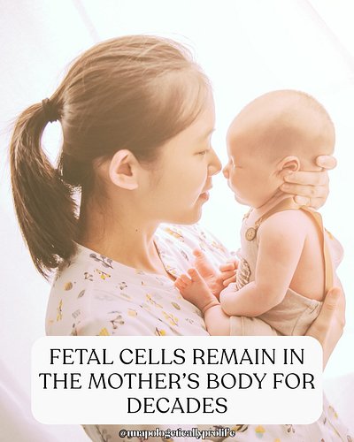 In a phenomenon known as fetal microchimerism, fetal cells migrate across the placenta and integrate into different maternal ...