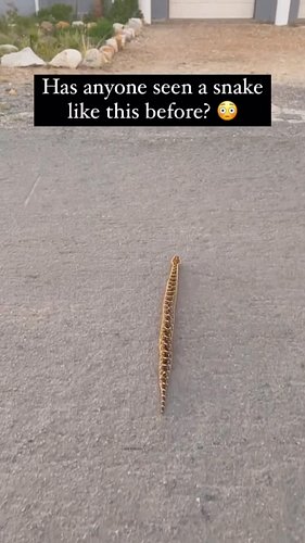 Let’s chat about the Puff Adder and rectilinear locomotion.