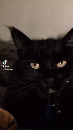 Hi, I'm Fed Scraps. This is my music and this is my cat Hemlock. Check us both both out.

#guitar #metal #fyp #music #fedscra...