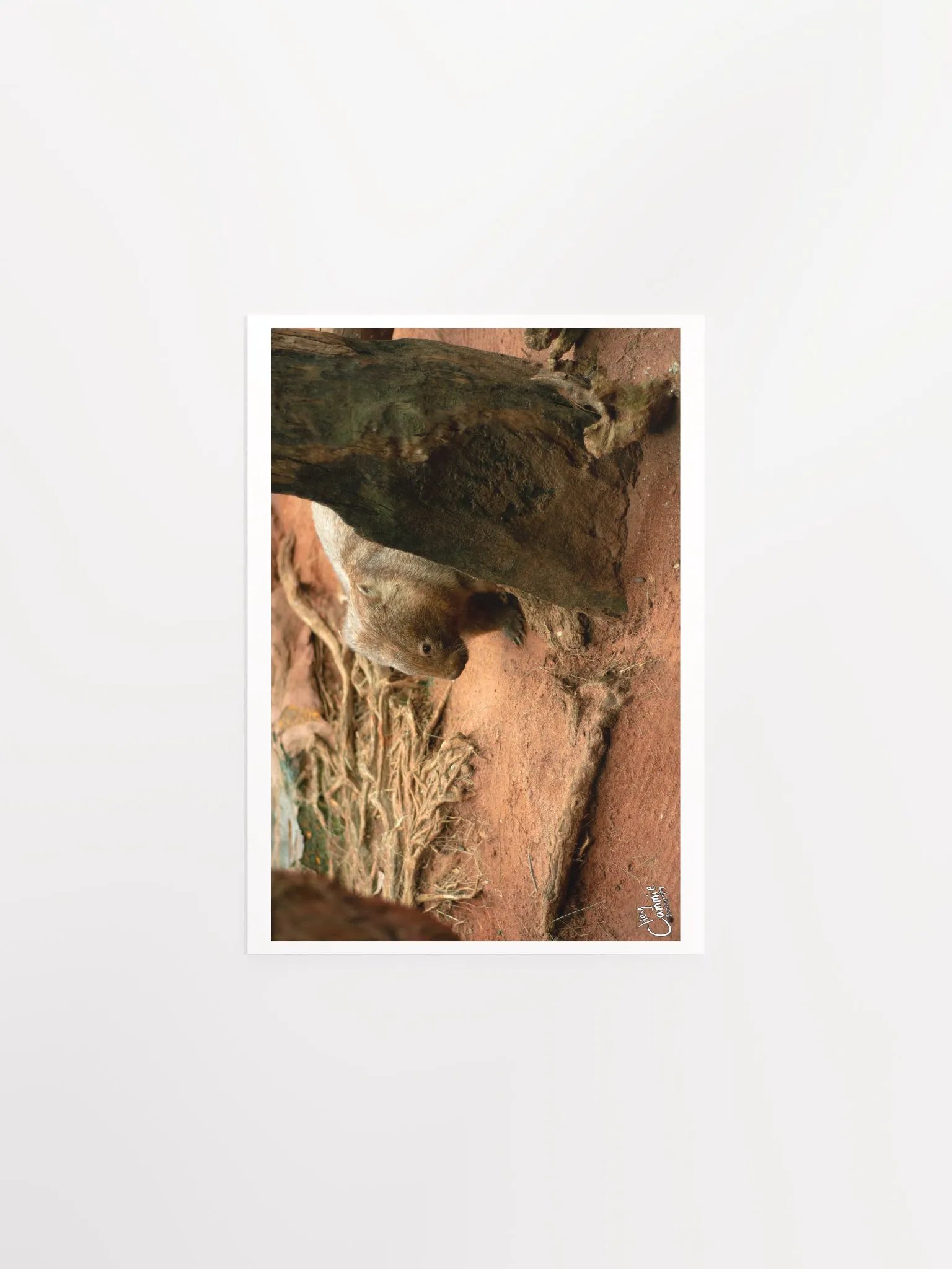 The Wombat - Print product image (1)