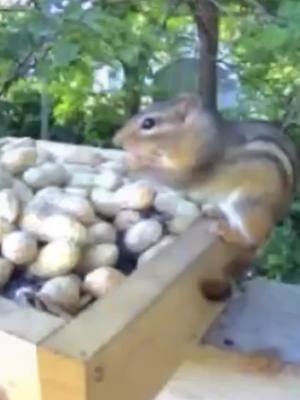 Tiny Chipmunk Snags 3 Peanuts | clearbrookcottage on #Twitch #chipmunk #peanuts #wildlife #cute