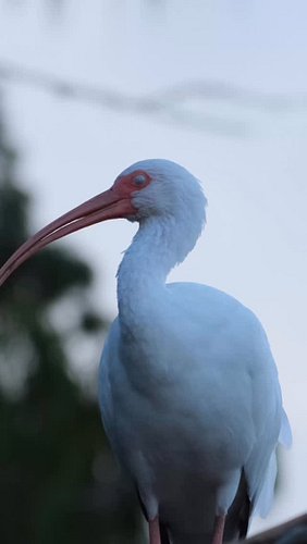 Florida’s White Ibis | Daily Life of a Wetland Wanderer #robinmehdee #floridian #floridabirdlover #floridianhq