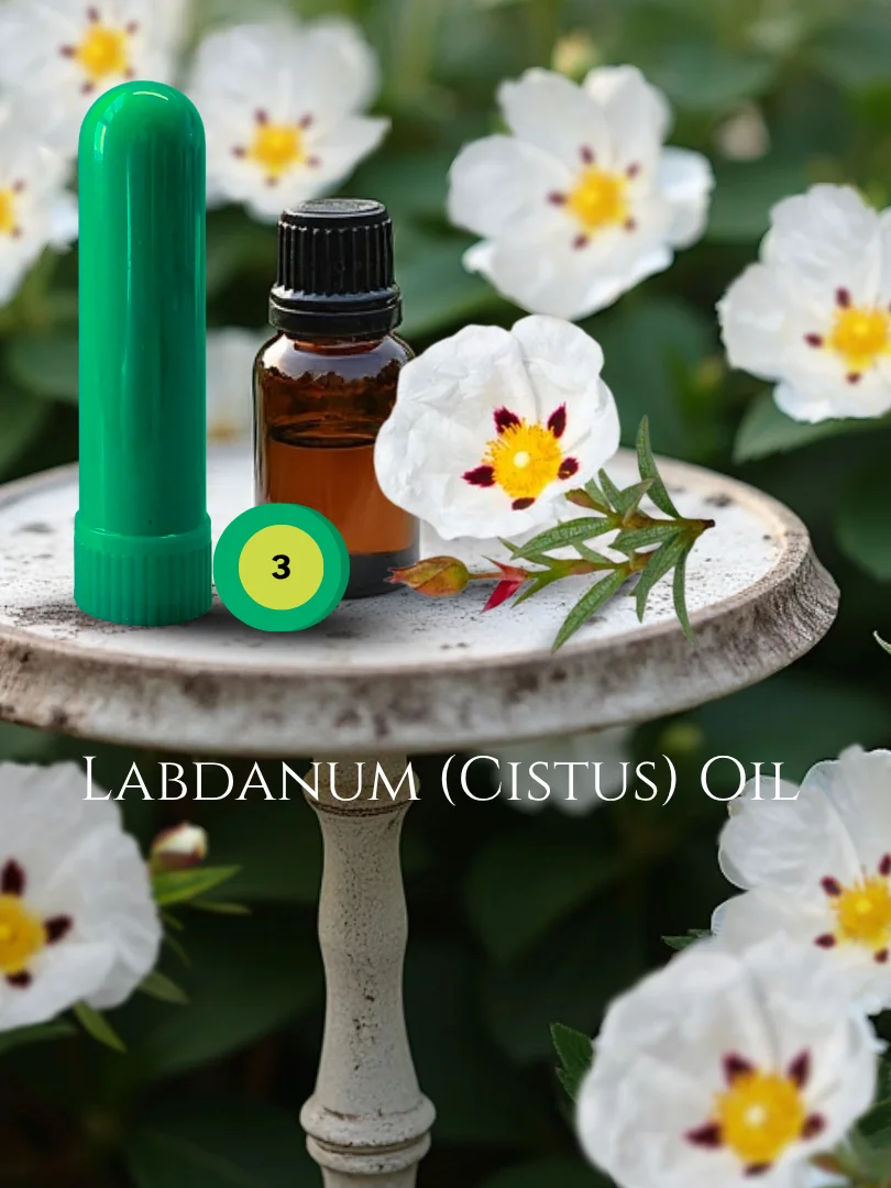 Olfaria Wood Odor Training Kit | 5 Single-Note Essential Oils | Scent Education | Train Your Nose product image (4)