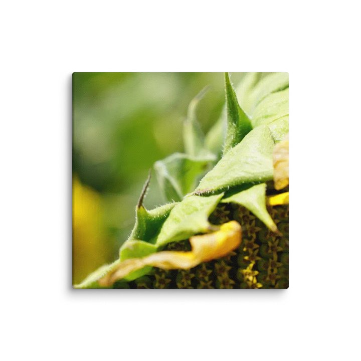 Sunflower Canvas product image (2)