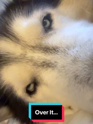 “This family makes me want to murder people.” - Archer, probably. 🐺🐽🙄 #siberianderpskies #husky #siberianhusky #dogsoftiktok #huskiesoftiktok 