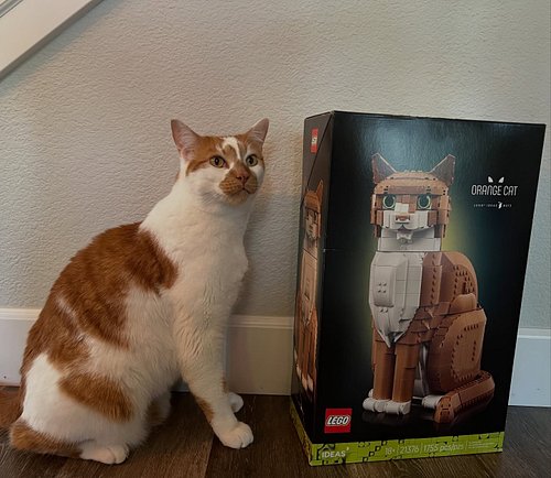 🐈 The effort to get an orange cat to pose next to the @lego orange cat… IYKYK.. 

Building this week live on @twitch !

https...