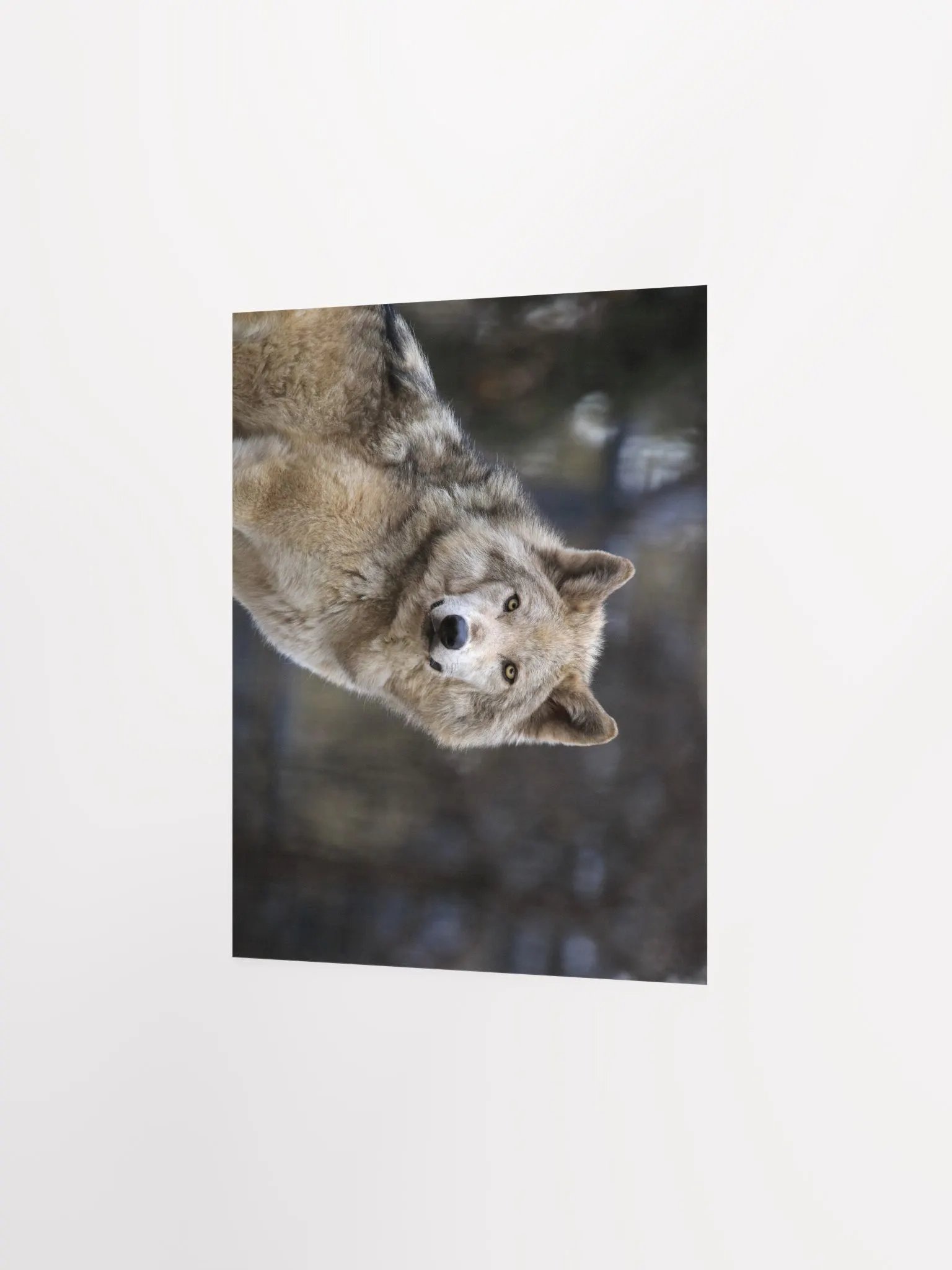 Grey Wolf Poster product image (4)