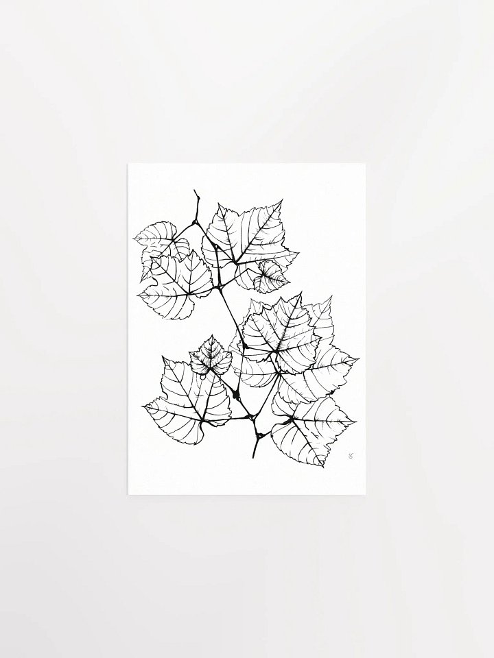 Veined Botanical Branch Matte Poster - Grape Leaves Elegant product image (1)