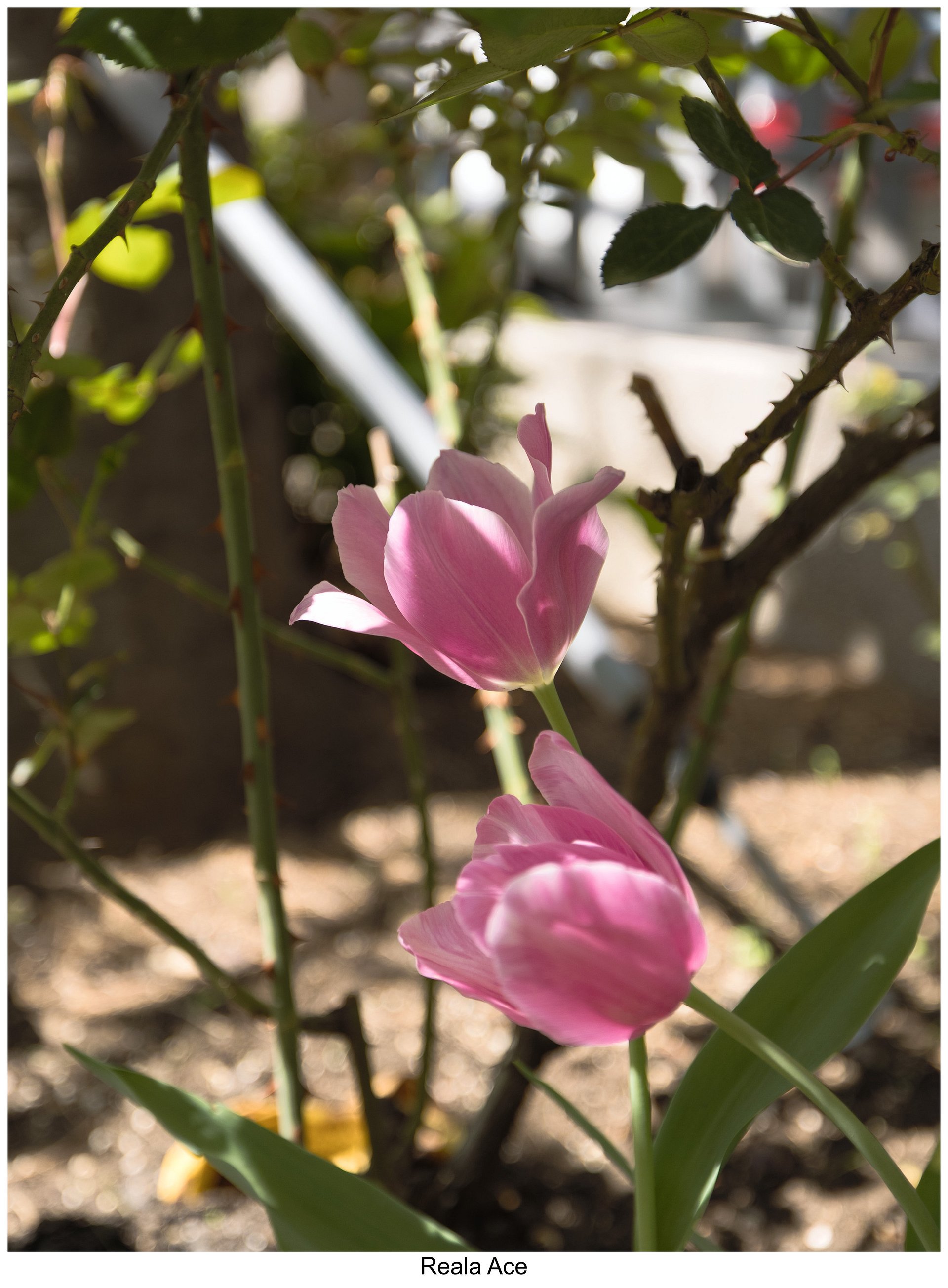 Fujify [Canon] Lightroom Profiles - Complete Pack product image (9)