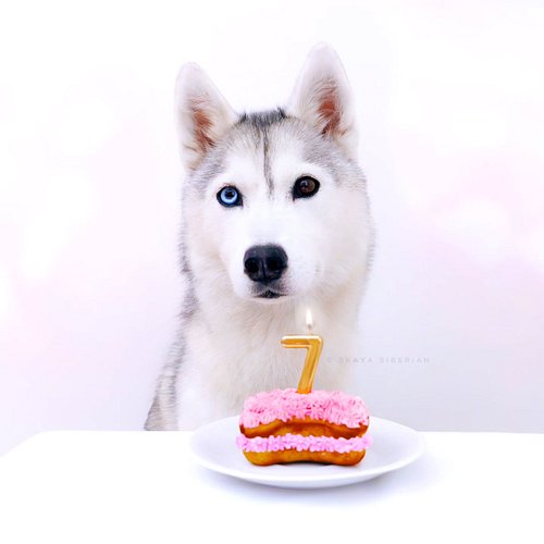 Happy (belated) 7th Birthday, Skaya! 🥳🩷🎉

Here I am, wishing you a happy birthday days after it has passed because time has, ...