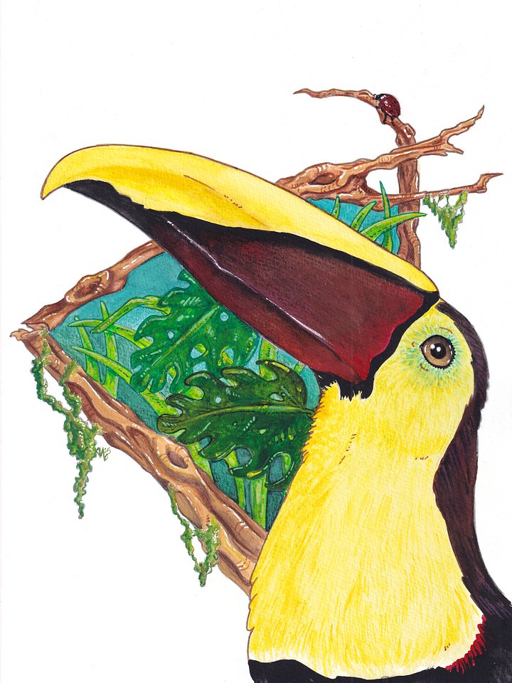 Yellow-Throated Toucan product image (1)