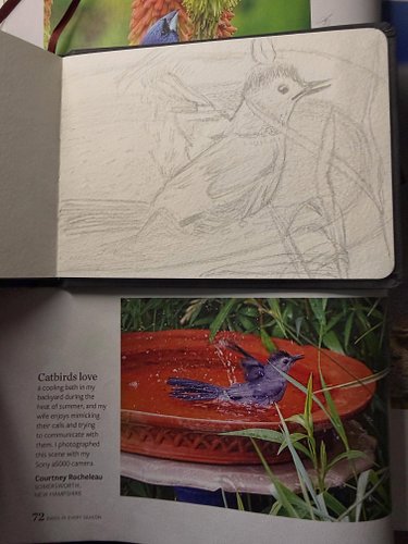Last 2 pages of my sketchbook did more bird sketches ofc…now cant wait to paint them one last time hehe. #birds #sketches #tr...