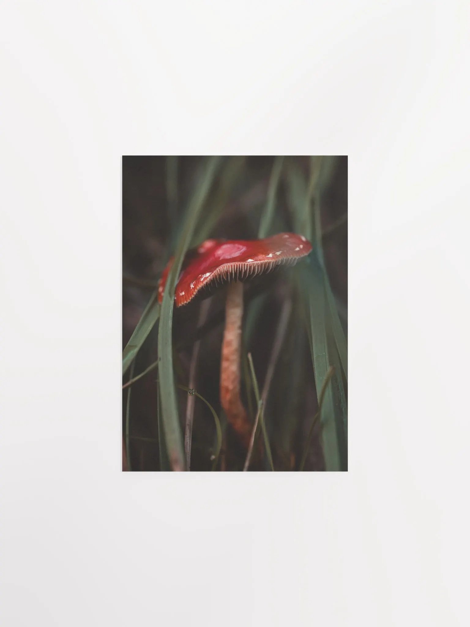 Red Mushroom product image (1)