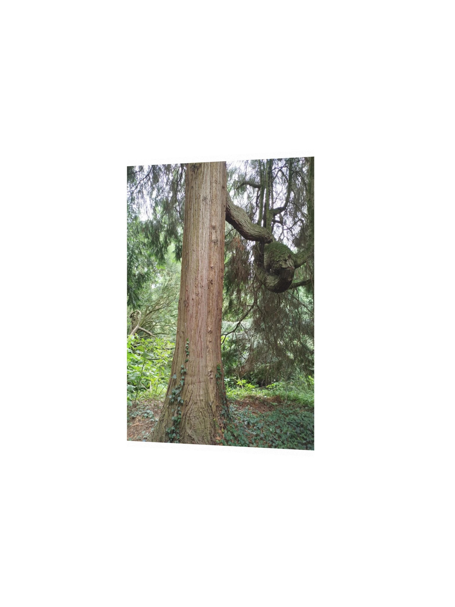 Tree trunk wall art print product image (2)