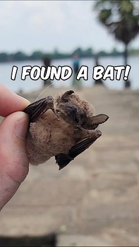 Crispy Bat... Then One of Angkor Wat's Best Views 🦇🏛️🇰🇭

While exploring Angkor Wat, I came across an unexpected discovery - ...