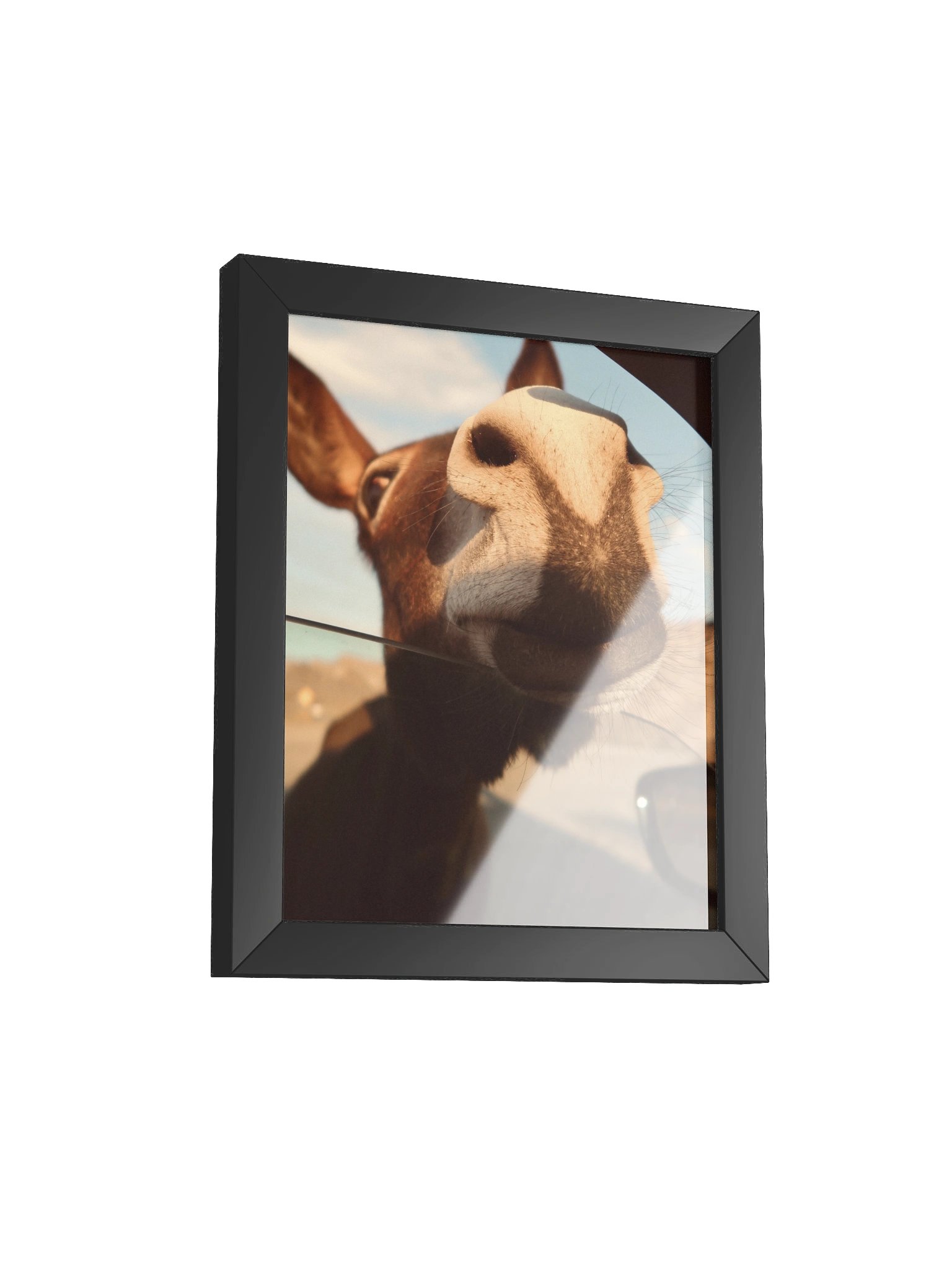 Route 66 Oatman Donkey product image (15)