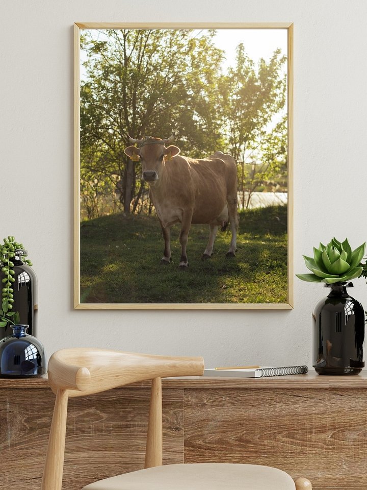 Golden Hour Cow | Countryside Photography Print product image (1)