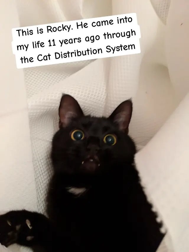 and share and get the word out. Animals are suffering because there is not a vets nearby and we cannot let this continue. #Bexhill #Hastings #StLeonards #EastSussex #CatDistributionSystem