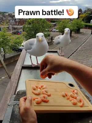 Letting the boys battle it out for some prawns! 🍤  #fyp #foryou #seagull #birds #feedingsteven