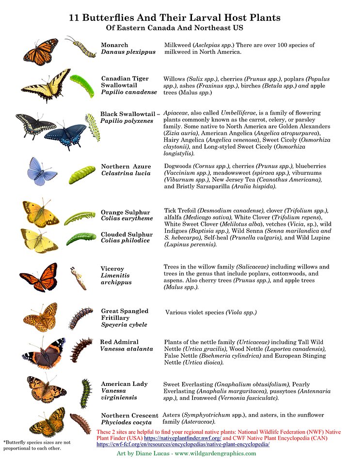 Butterfly Info Pages product image (2)