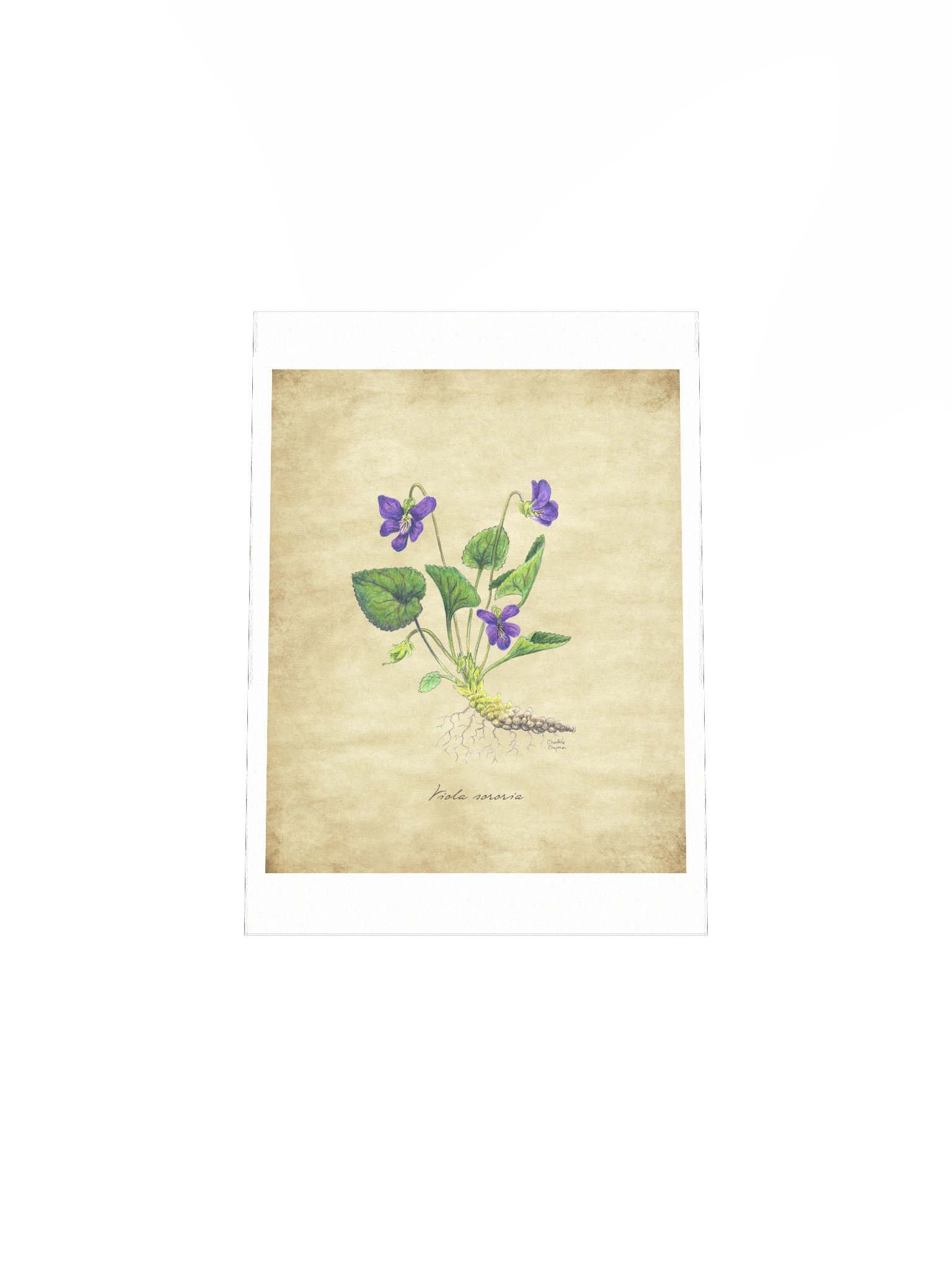 Wild Violet - Art Print product image (5)