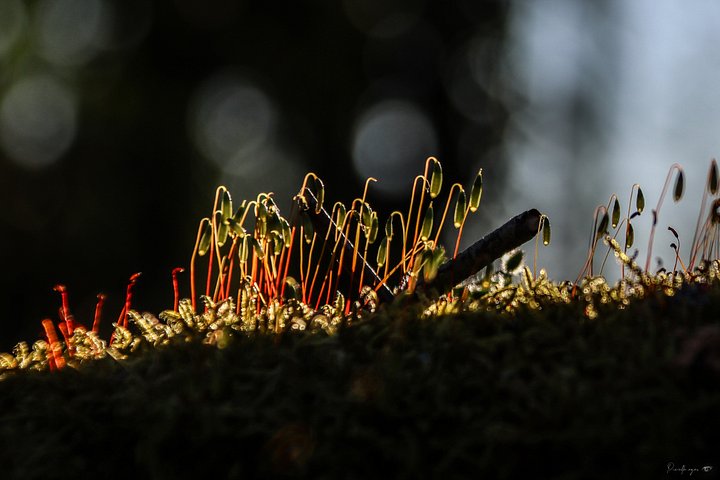 Fine Art – Forest Echoes – The Secret Chatter of Moss product image (1)
