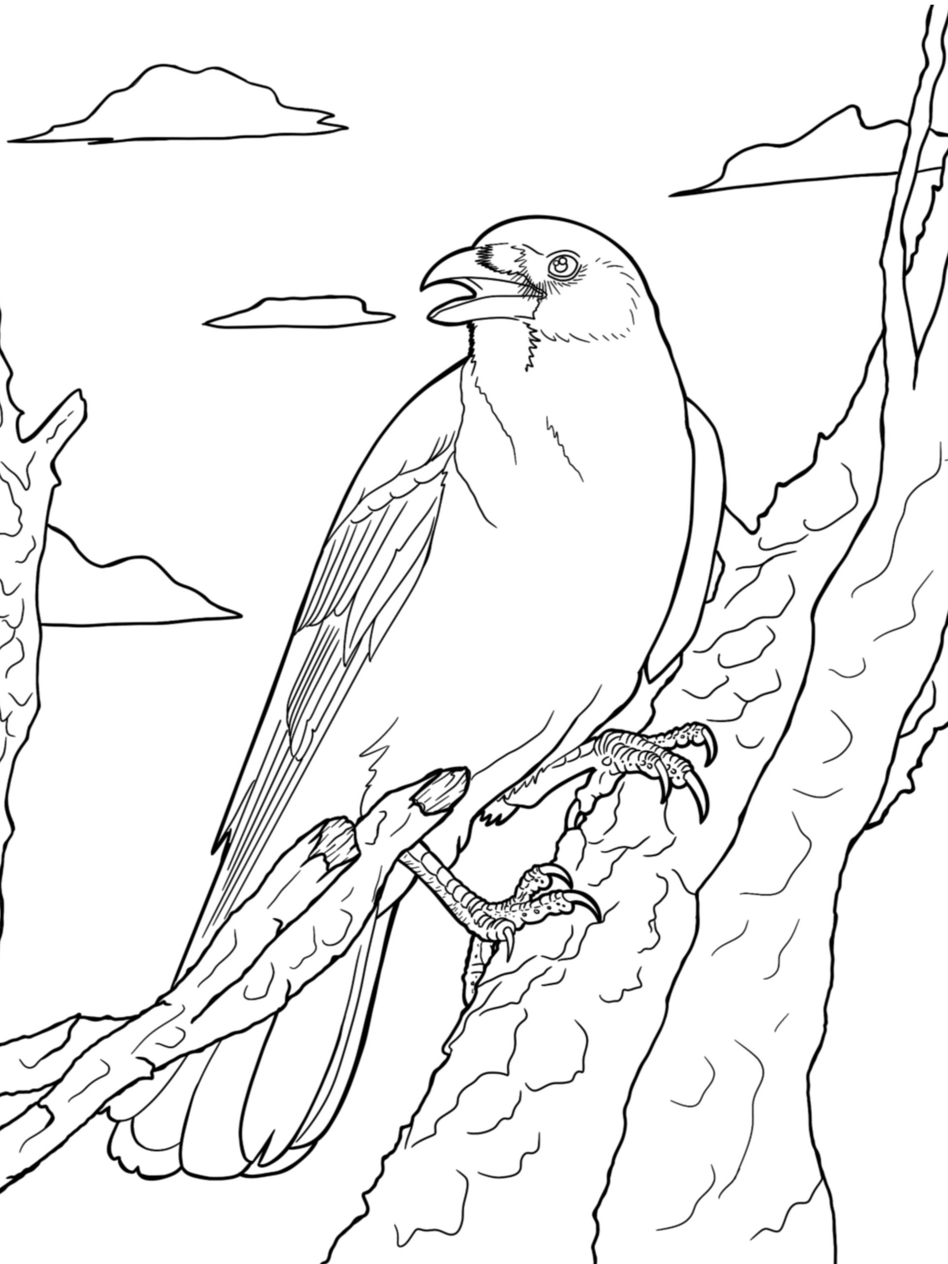 Coloring Page- American Crow product image (1)