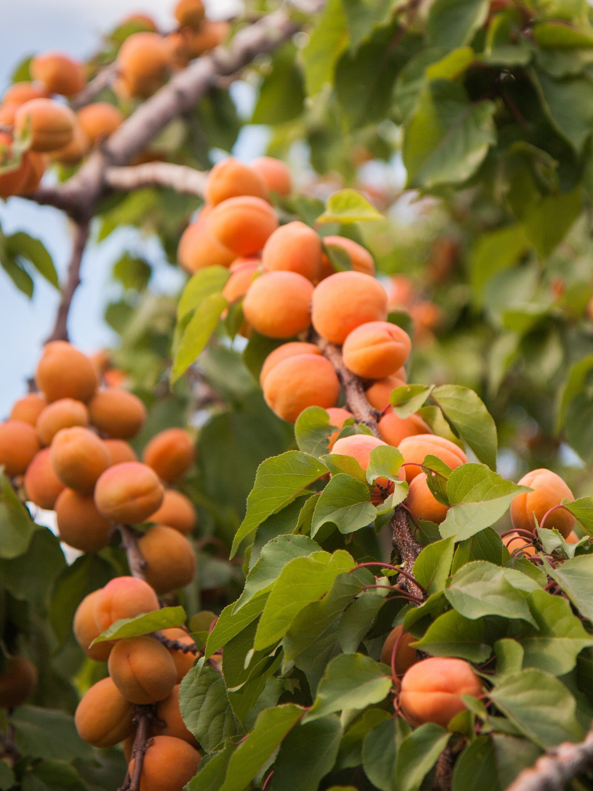 زيت المشمش الملكي product image (4)