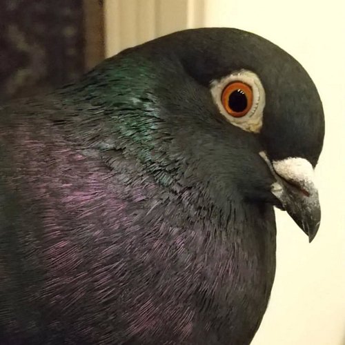 Lost my beautiful black pigeon Sara whilst out of the country.
She was 7.
Strange how you can become so emotionally attached ...