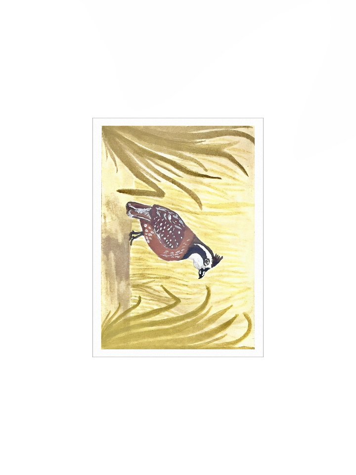 #10 Bob White among the grass - The Wildwood Wash product image (1)