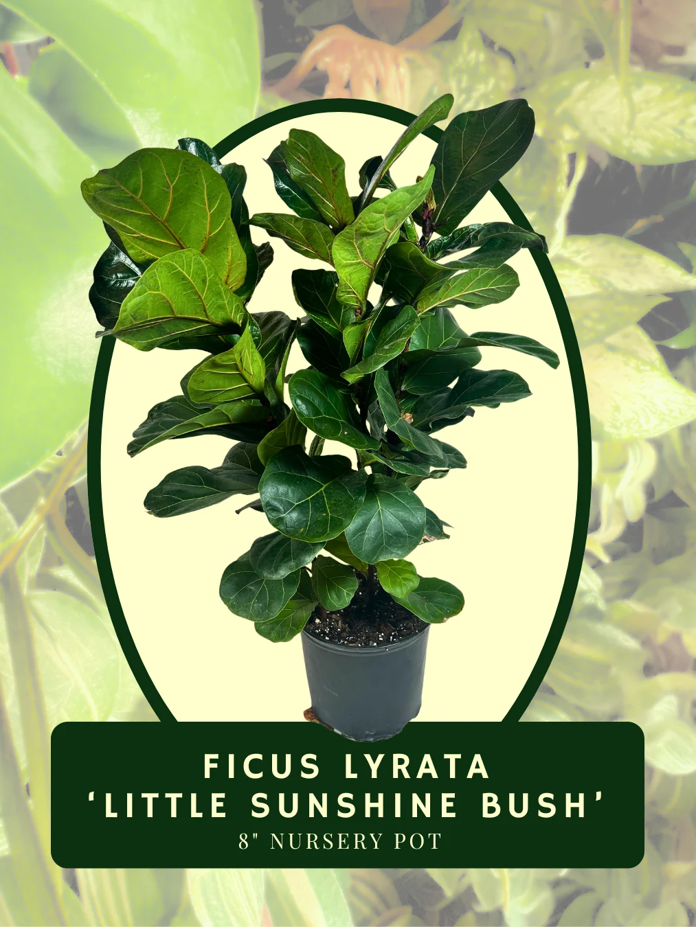 Ficus Lyrata Little Sunshine Bush product image (1)