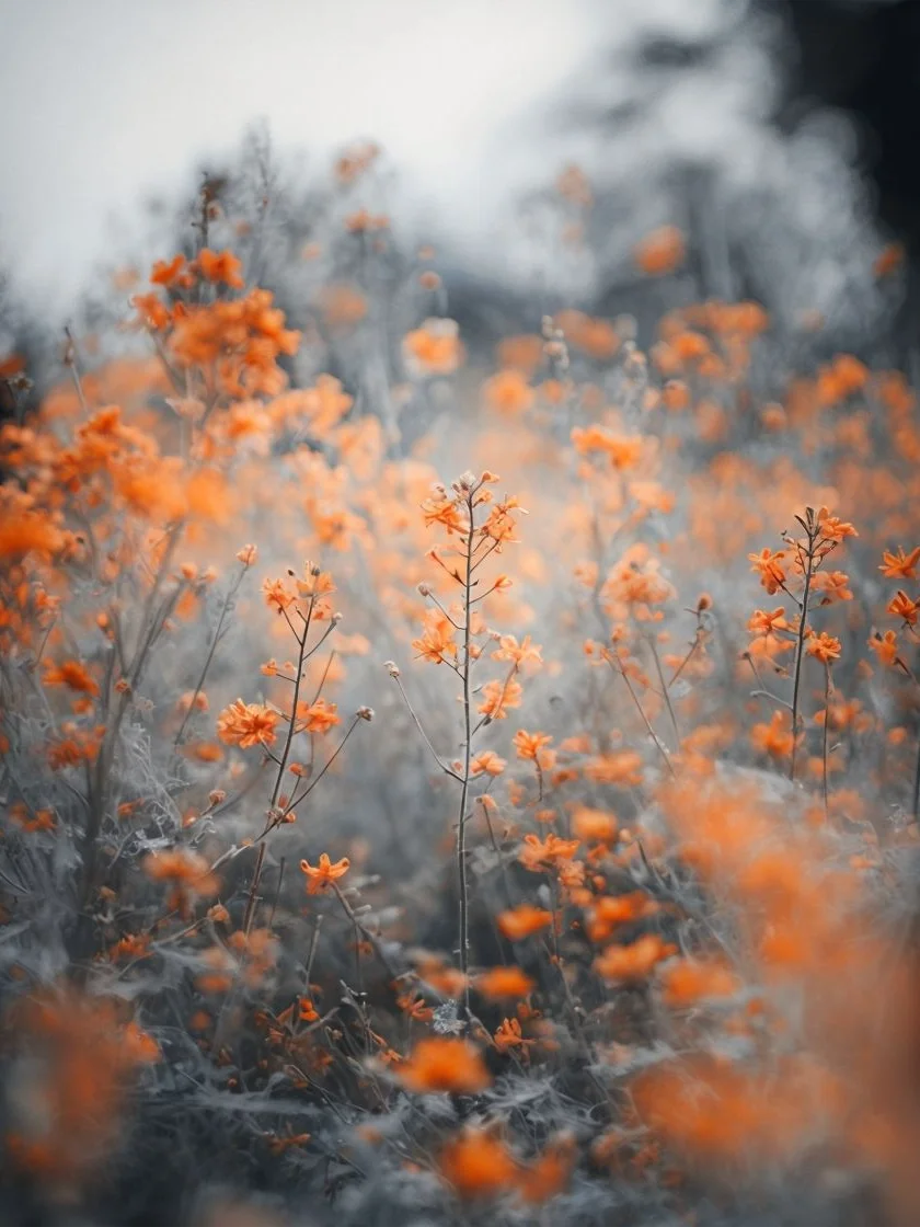Serene Orange Blossom Framed Art product image (1)