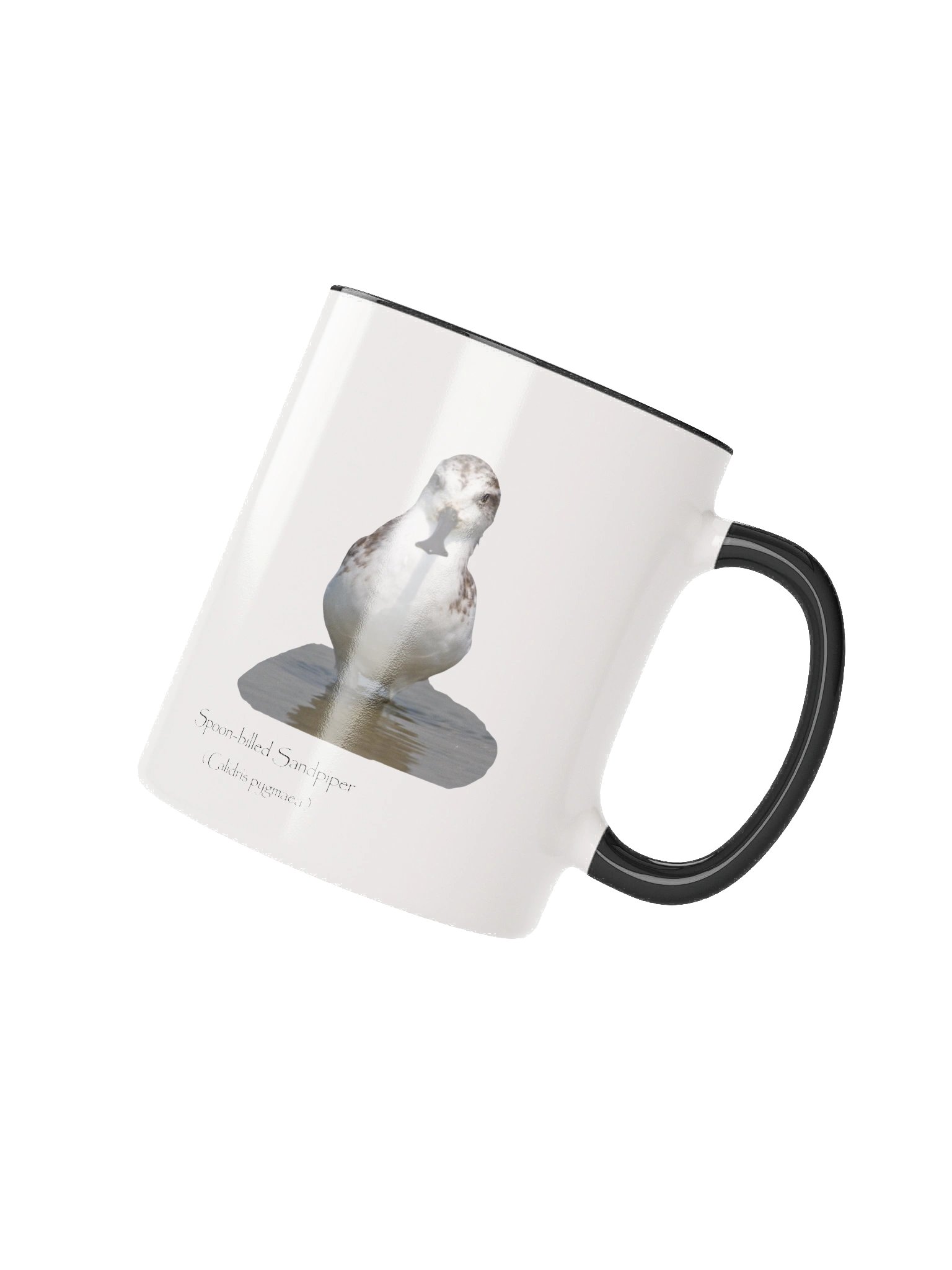 Spoon-billed Sandpiper product image (11)